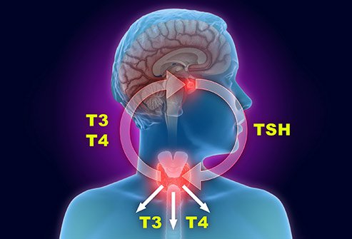 Thyroid Profile